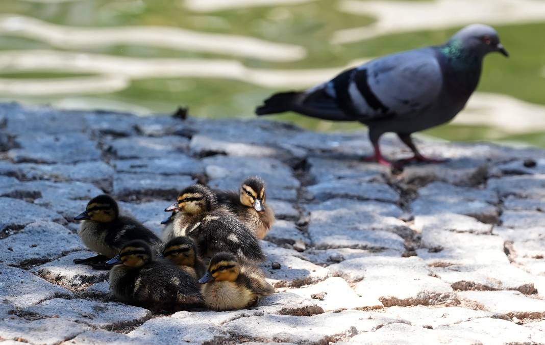 Kuğulu Park'ın sevimli ördek yavruları suya dalış yaptı 12